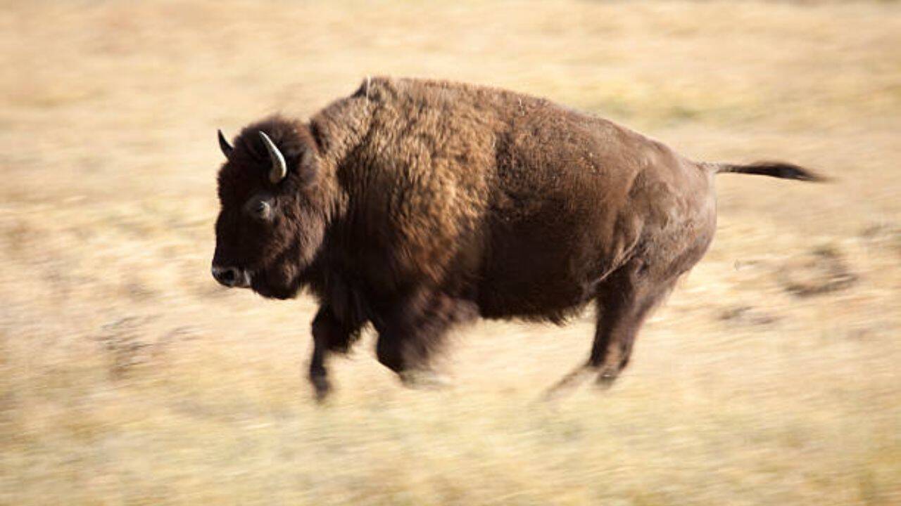 Their natural behaviours have cascading benefits for grassland health<br>
