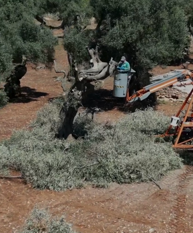 Helen Mirren is backing efforts to protect endangered olive trees through grafting techniques and the development of bacteria-resistant varieties.