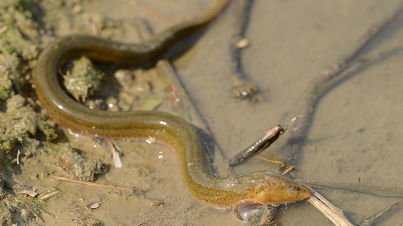 Invasive Asian swamp eel has been spreading through Florida’s Everglades<br>