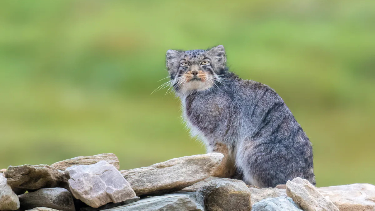 Why the cat chose the house<br>