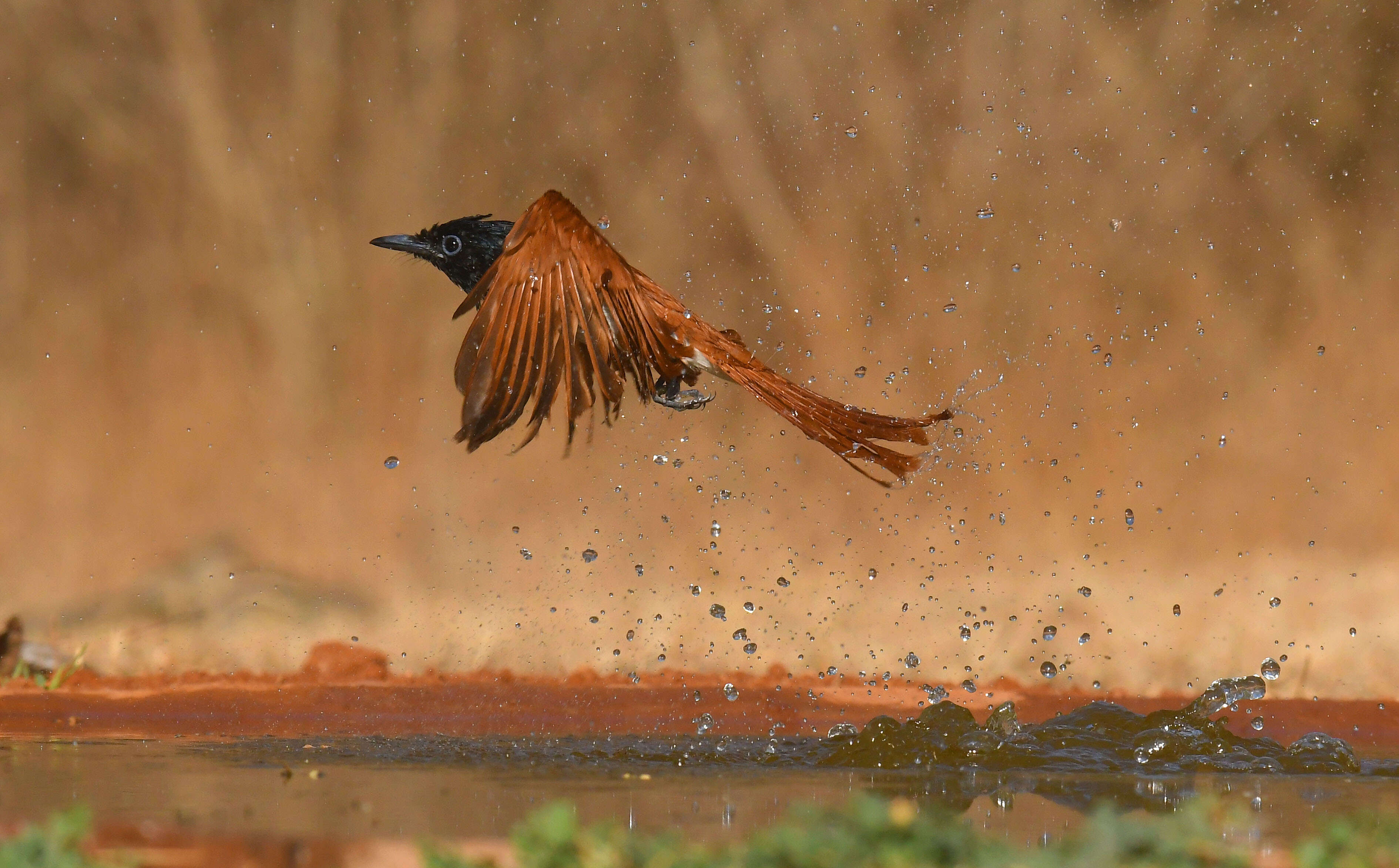 24217072-cc36-425a-b155-61d382f1ef55_24FEBRUARY-MYS-BIRDS_5.JPG