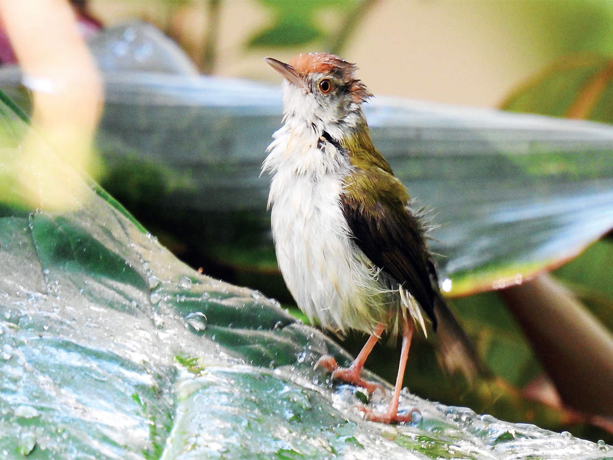 Have you heard the white-eye birds sing?