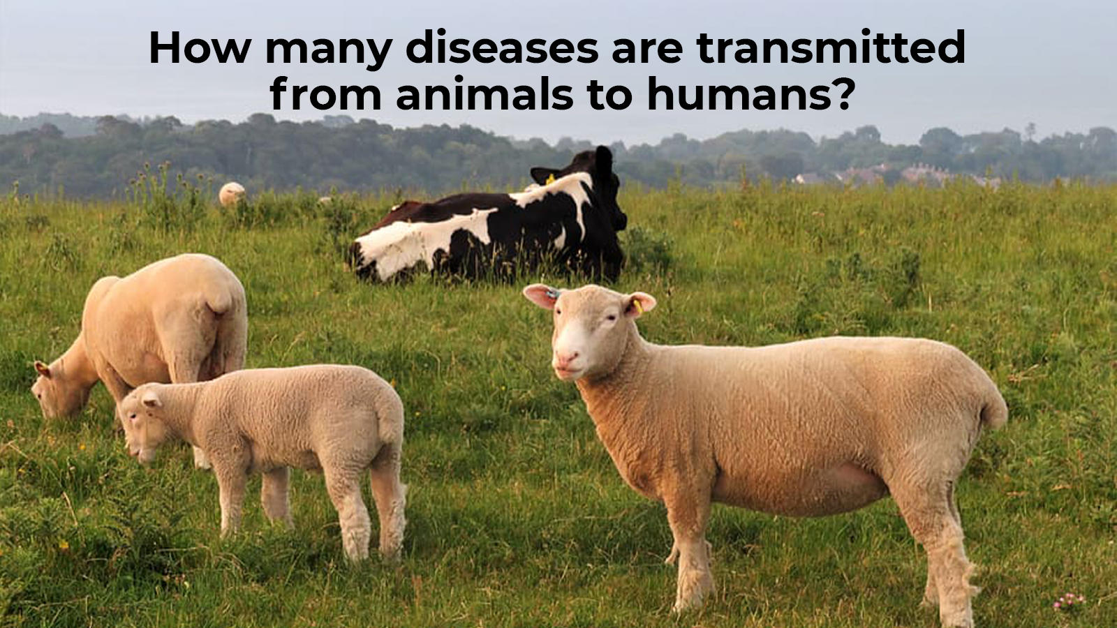How many diseases are transmitted from animals to human? - Times of India