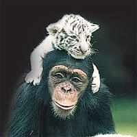 Anjana Chimp Raising Baby White Tigers - Love Meow