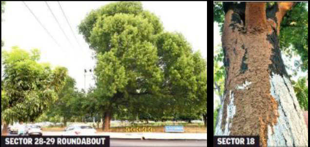 trees in monsoon: Monsoon may spell green rout | Chandigarh News