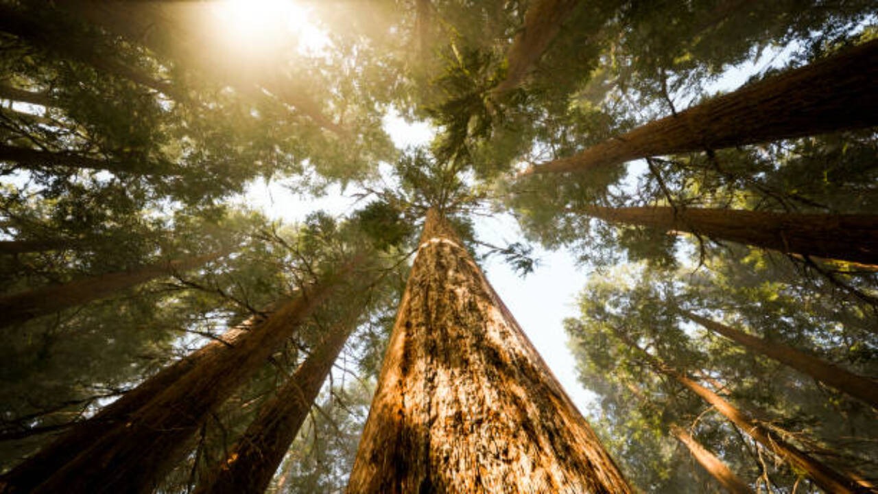 The researchers examined the wood formed in this phase and found that the tension wood which had formed previously on the upper side, stopped forming.