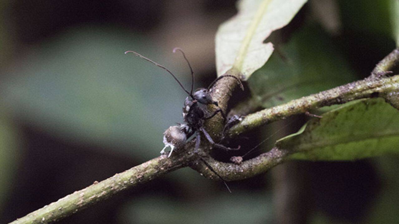 How does the Cordyceps fungus turn an ant into a ‘zombie’<br>