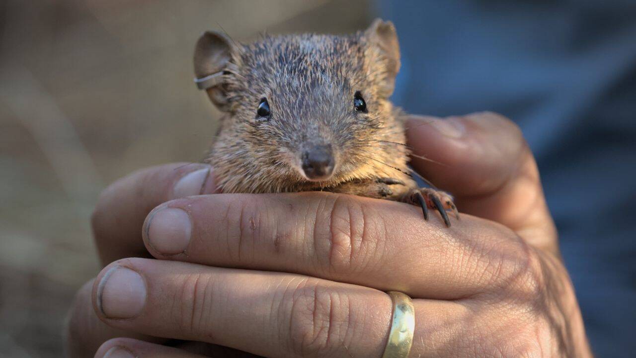 How did 80 golden bandicoots reach the predator-free sanctuary<br>