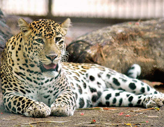 Byculla Zoo: Swadeshi Is Best Policy For Byculla Zoo Animals: Bmc