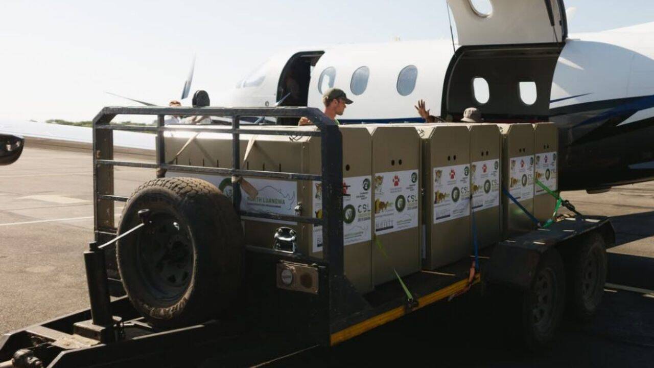 Preparing the six cheetahs for release into the wild