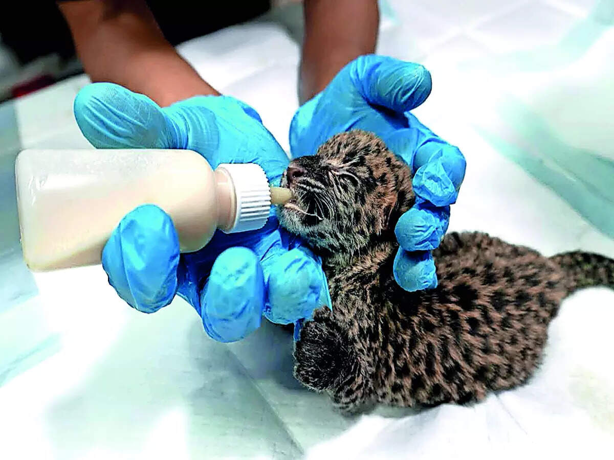 Rescued leopard cubs await reunion with lost mother
