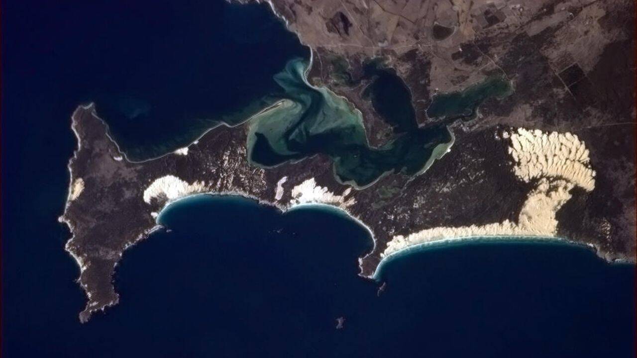 Why were oysters being restored in Coffin Bay<br>