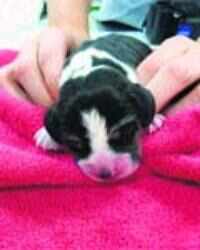 Ruppy the Glow-in-the-dark Puppy. Genetically engineering