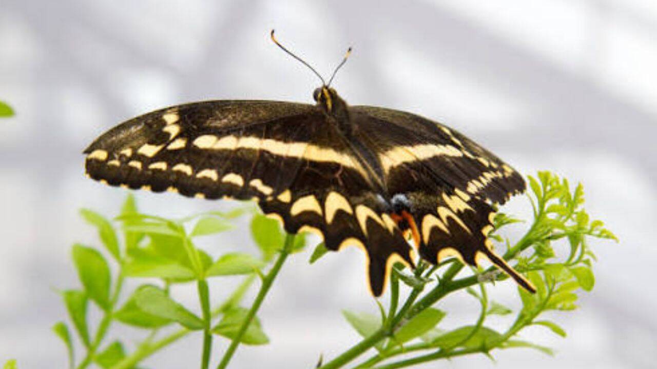 How high winds affected the Schaus' swallowtail population<br>