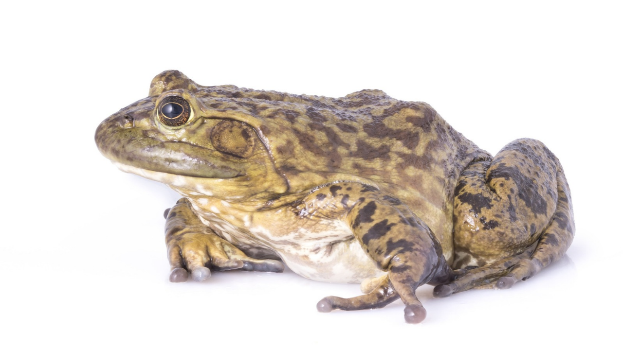 bullfrog (1)
