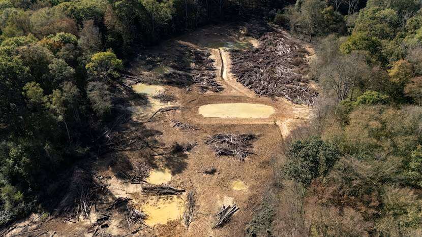 The £15.5 million Environment Agency-led operation required around 2,500 lorry-loads to clear the waste from the protected woodland.