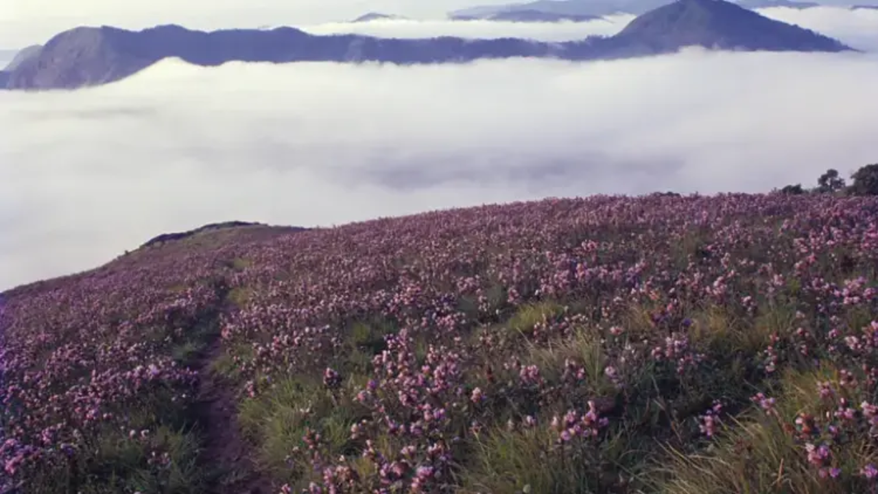 Blooming of Neelakurinji in the hills of Munnar, Kerela (Photo: Kerela Tourism)