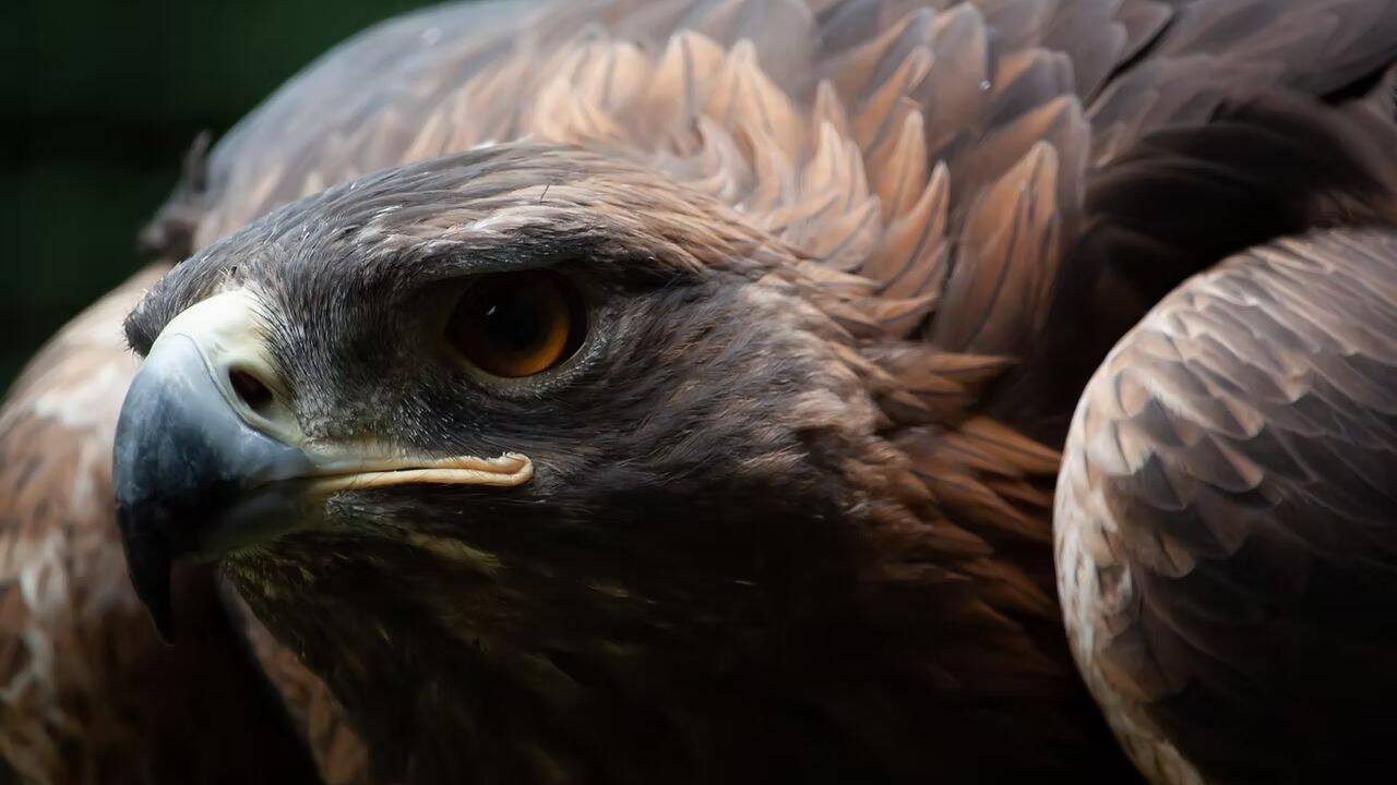 How 50 Golden eagles returned to southern Scotland