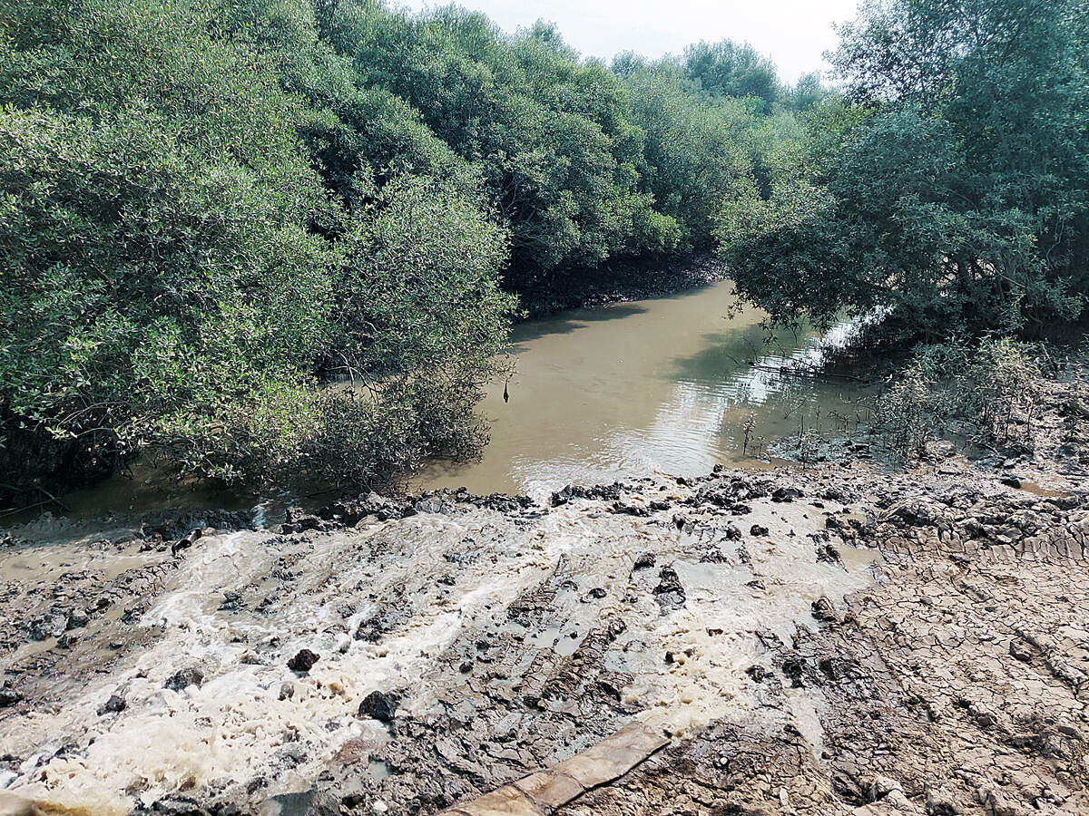 Dastan Phata wetland destruction Green brigade cites more wetlands