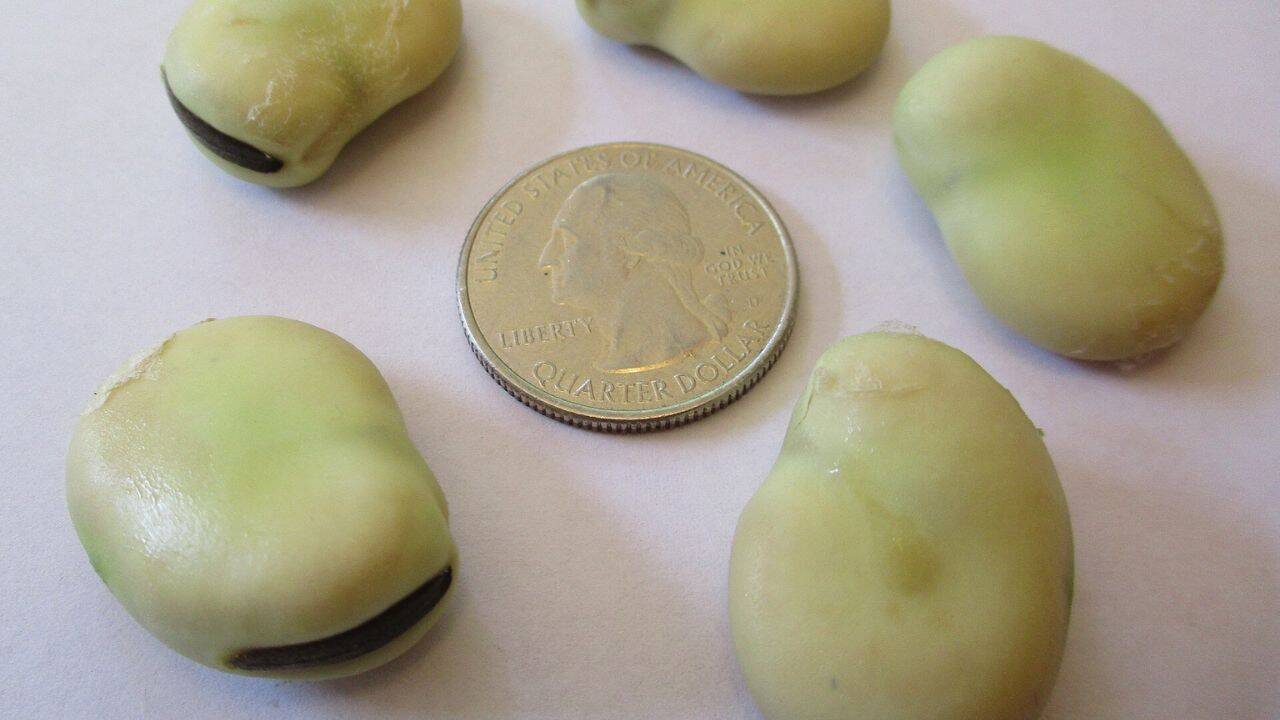 Importance of Somerset family’s 150-year-old broad bean