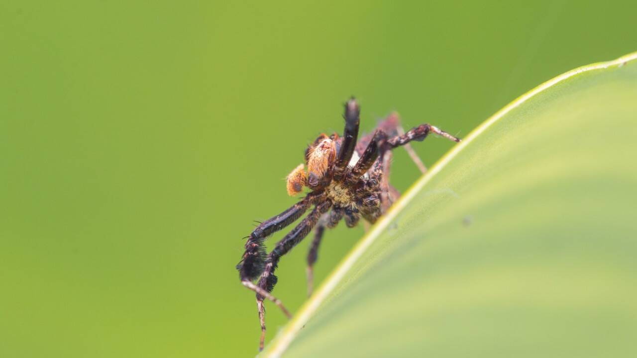 <br>Do spiders dream? Researchers studying Australian jumping spiders have found sleep patterns resembling REM sleep, raising new questions about dream-like states in invertebrates