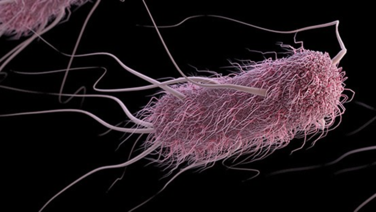 Image credits: US Centre for Disease and Control Prevention <em>Escherichia coli</em><br>