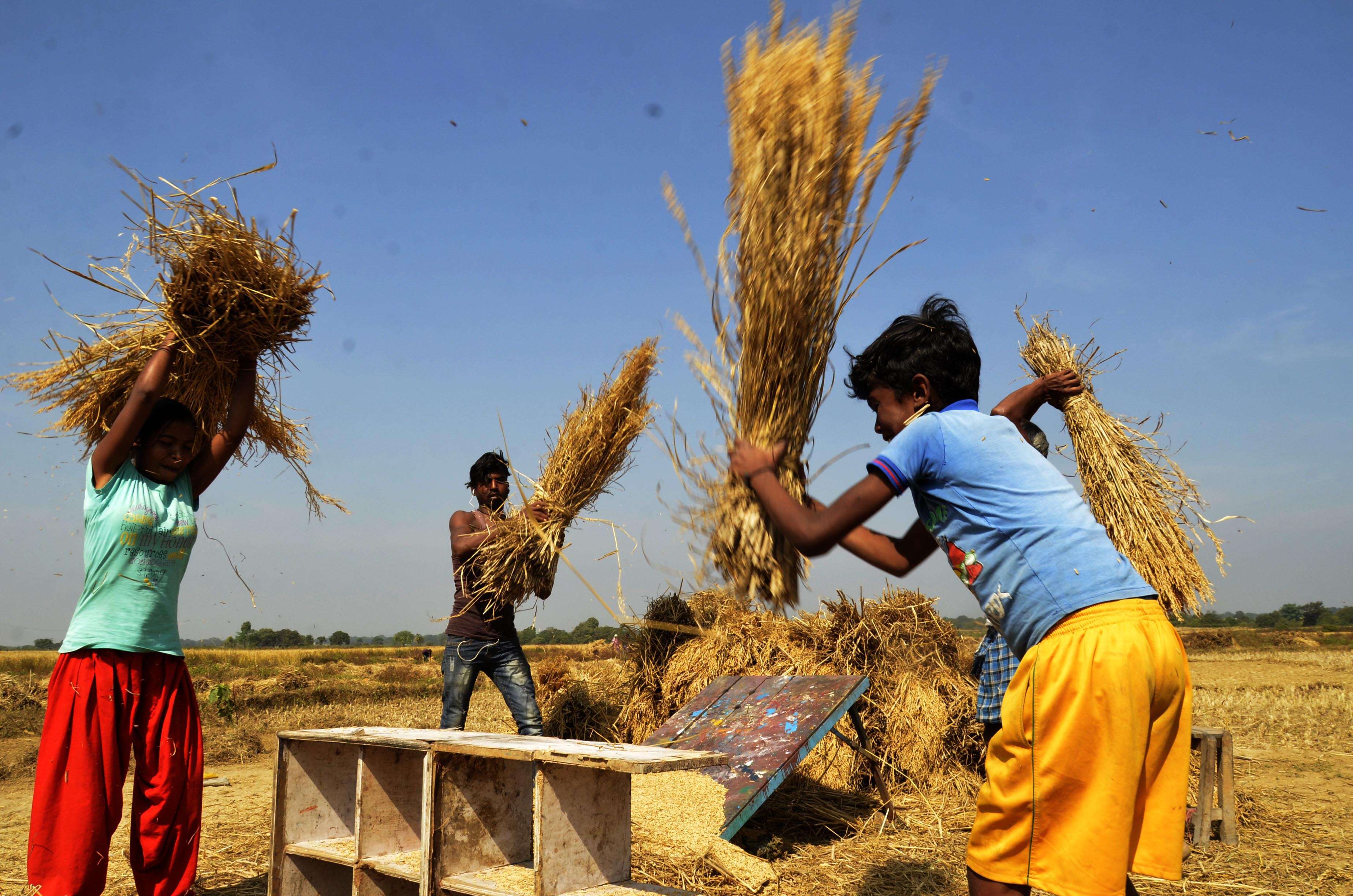 8a4ff5e2-e9bb-4a38-99e0-21eb14a2e70d_rice_harvest_1.JPG