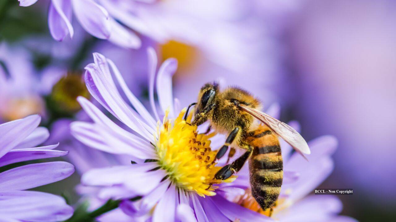 Bee