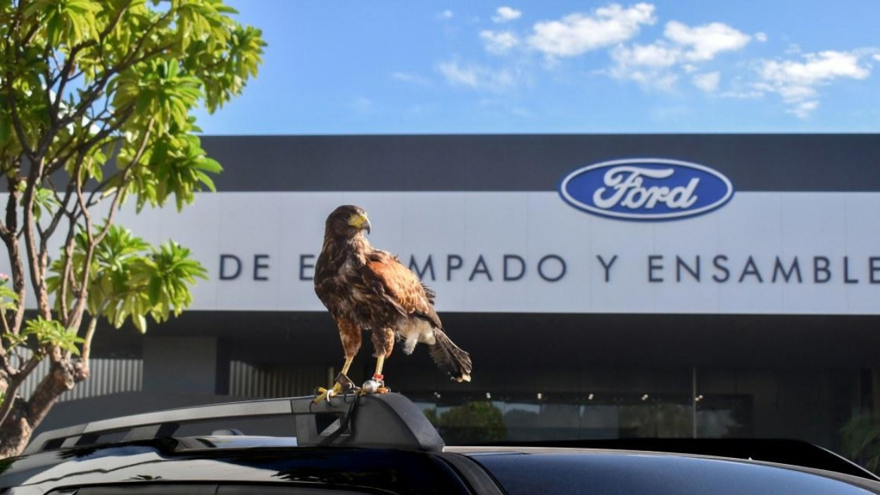 Ford turns to a real predator<br>