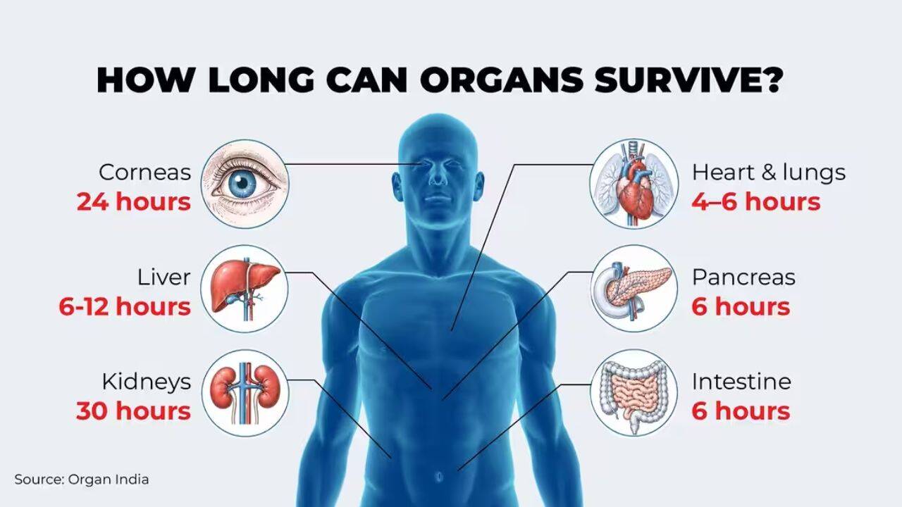 Behind every transplant statistic is a patient who has waited, a donor who has made an extraordinary decision, and a family navigating a system in which every clearance, consent and organ offer can change the course of a life. .