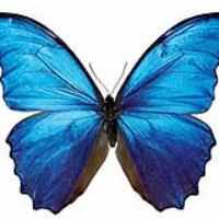 Butterfly wings inspire new high-tech surfaces