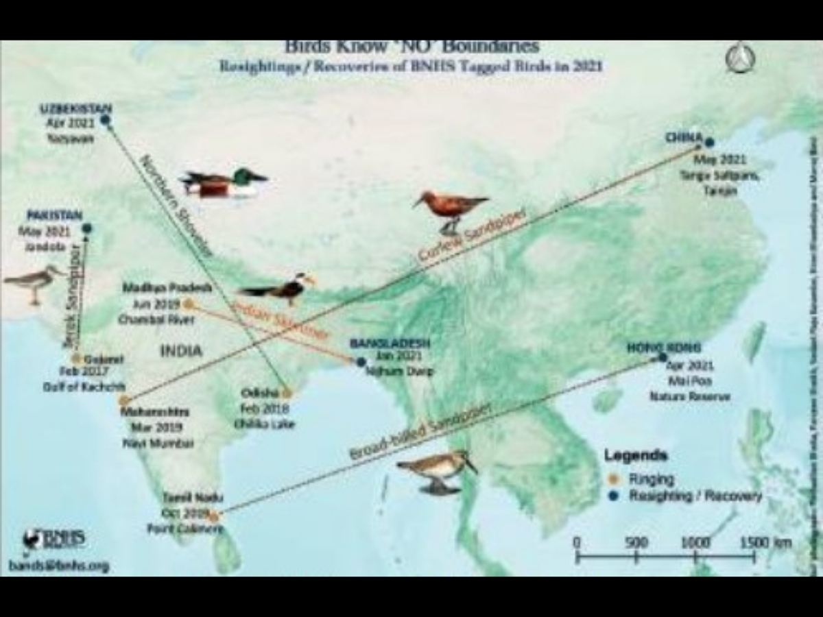 Longdistance flight of migratory birds grounds geopolitical borders