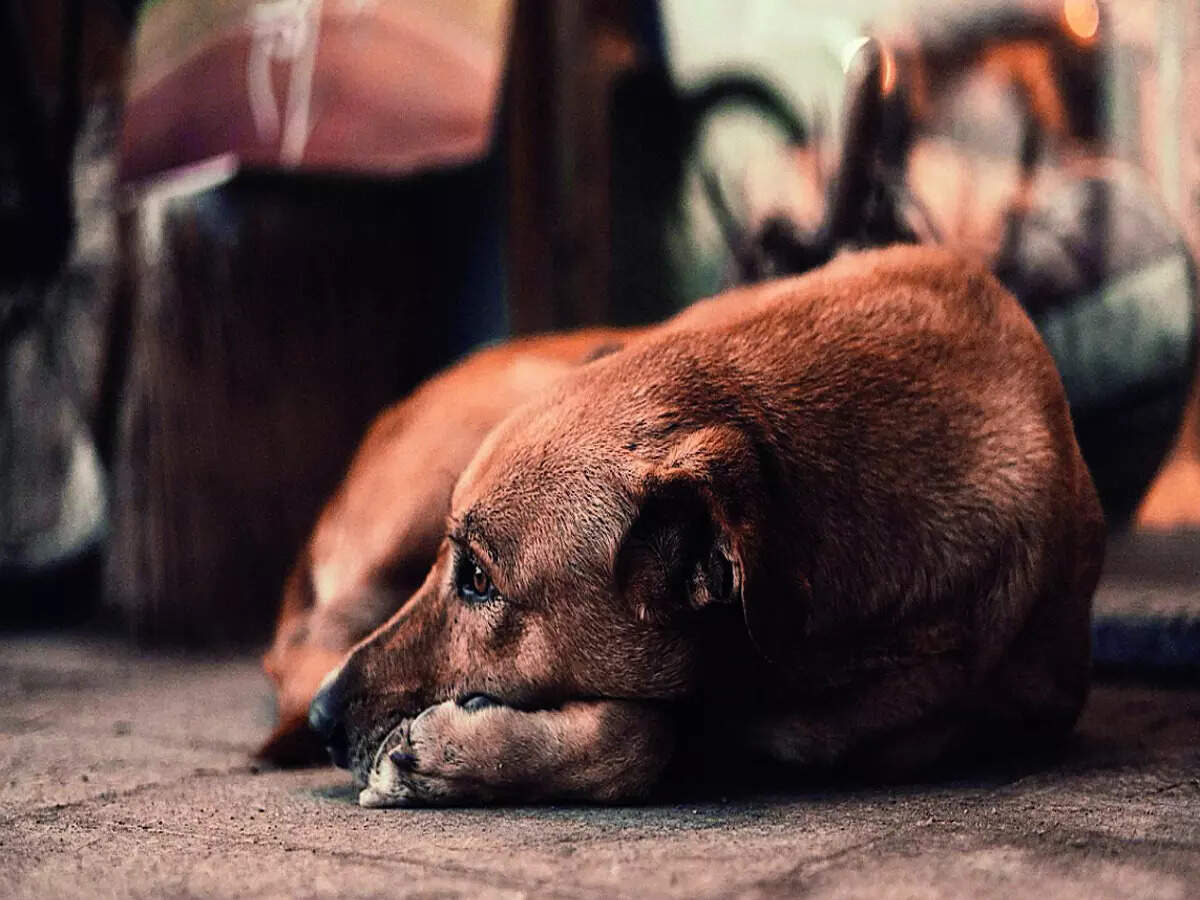 Outrage over politician’s dog massacre claims