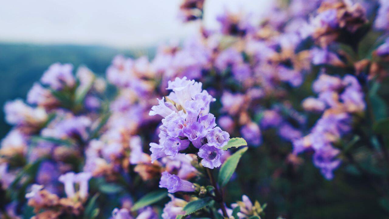 Neelakurinji in Munnar