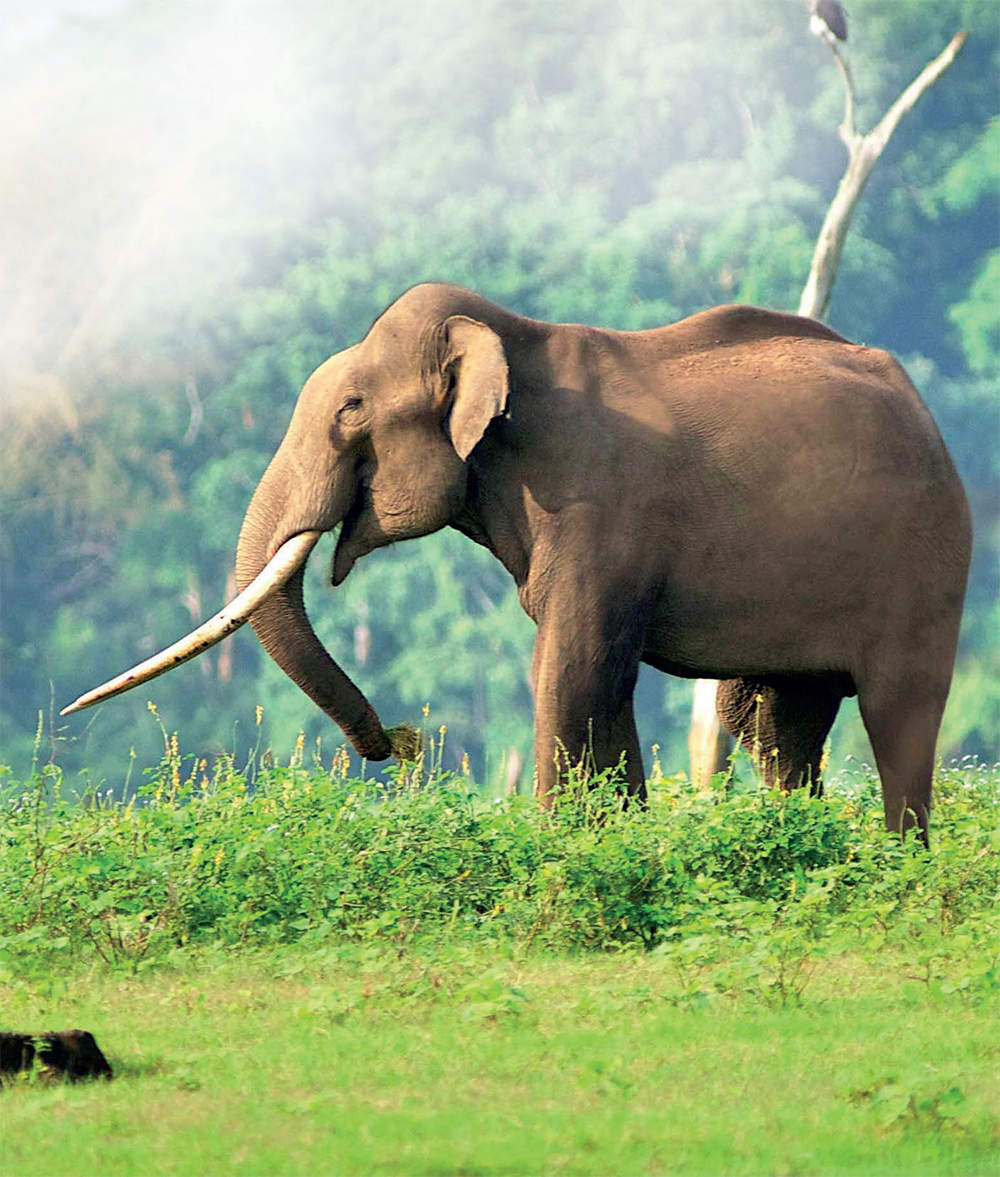 elephant census: Elephant Census 2017: Jumbo success for Karnataka