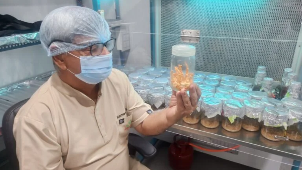 His saffron venture grew from an experiment into an indoor farming business.