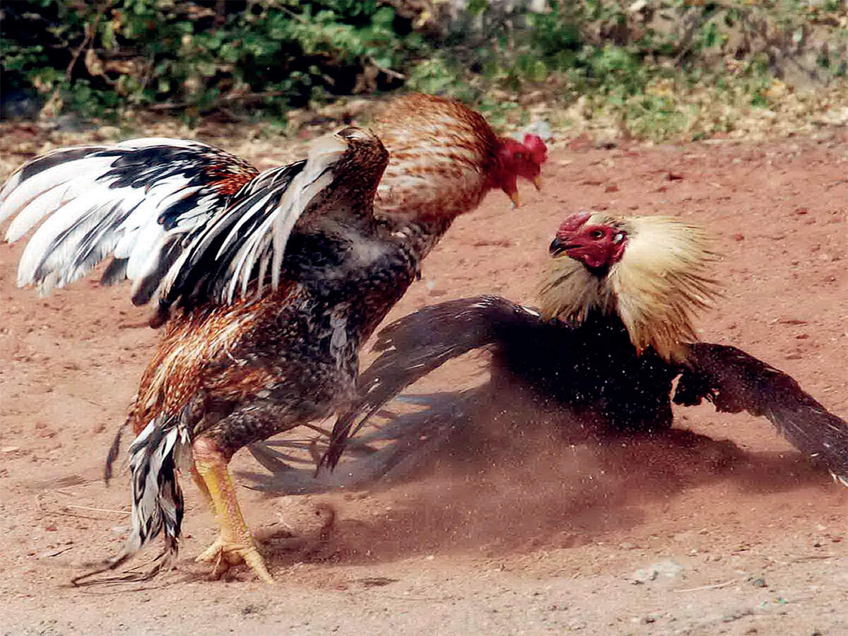 Despite Ban, Stage Being Set For Cockfighting In Andhra Pradesh