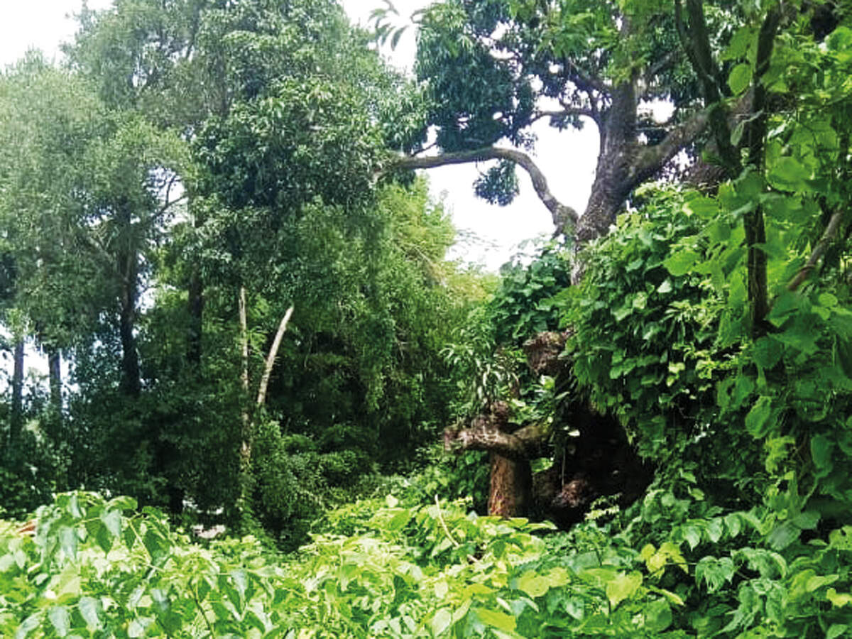 Govt to turn 700 acres of mangrove land in Manori into ‘reserved forest’