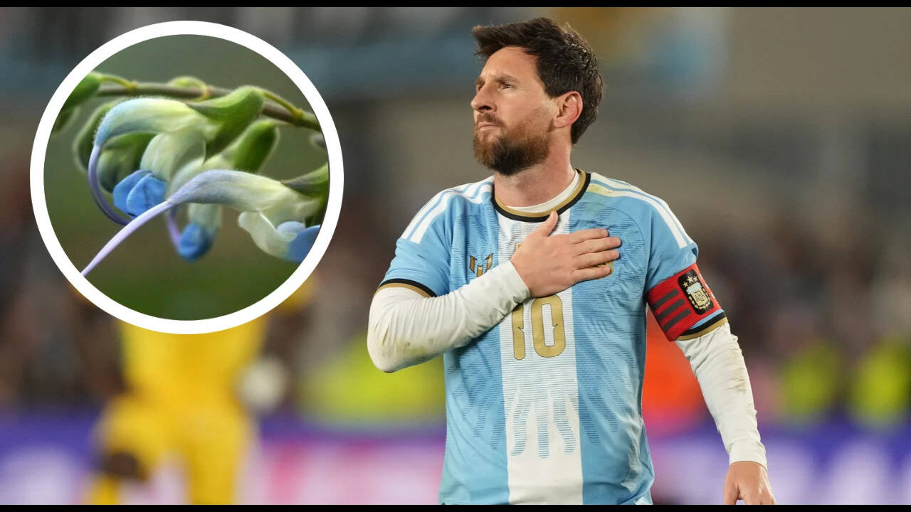 Lionel Messi Plant