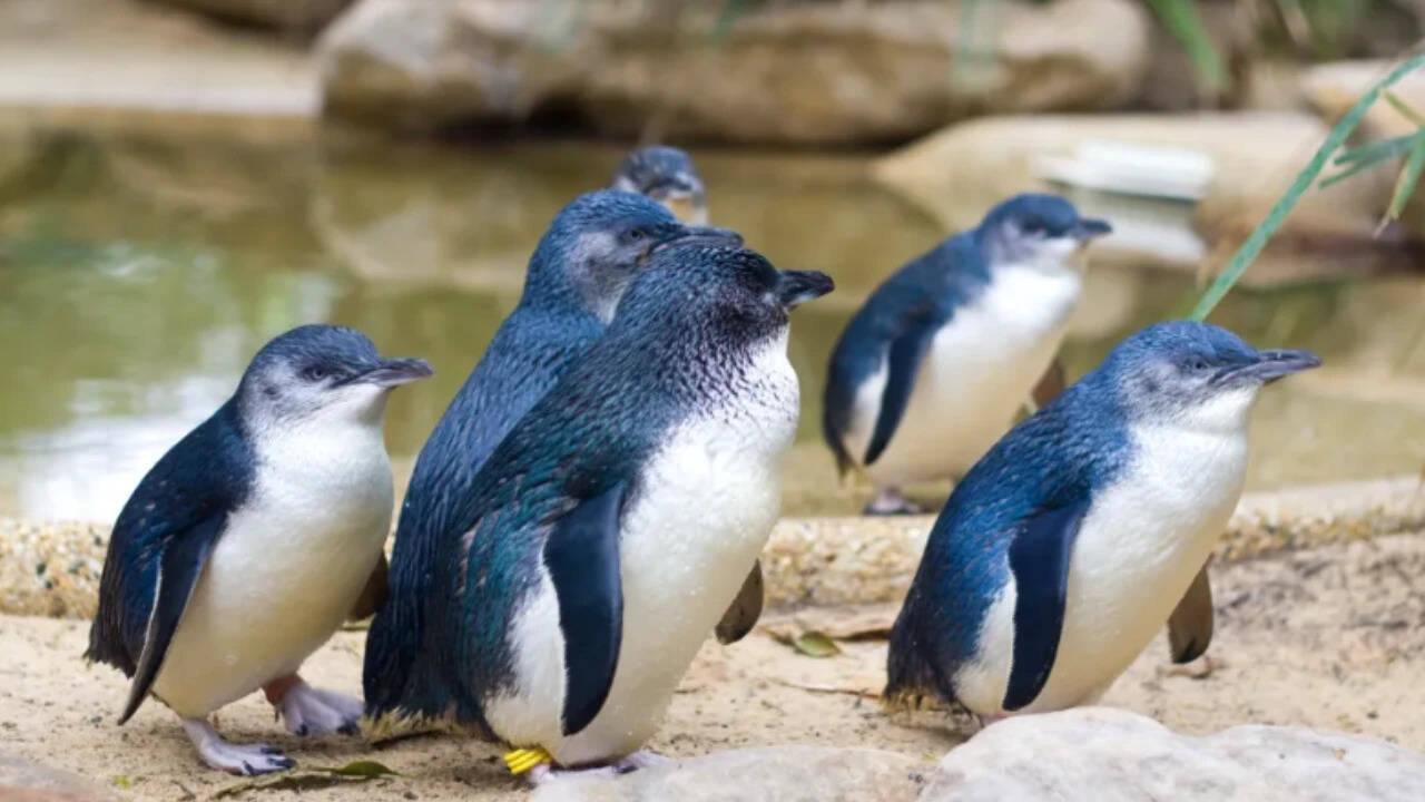 Before the devils were released, Maria Island was home to an estimated 3,000 pairs of little penguins