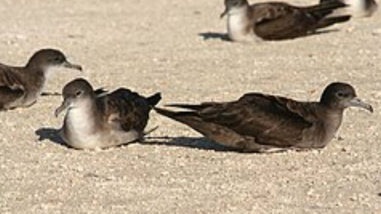 How did rat eradication affect Wedge-tailed Shearwaters on D’Arros Island<br>