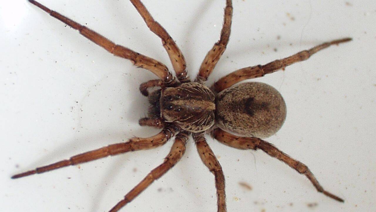Scientists can now identify a spider’s prey by analysing DNA from its body