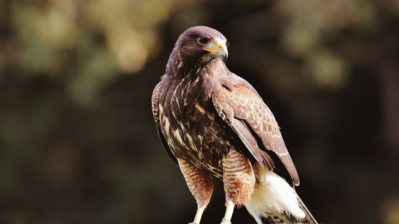 Amur Falcon sitting on a tree top