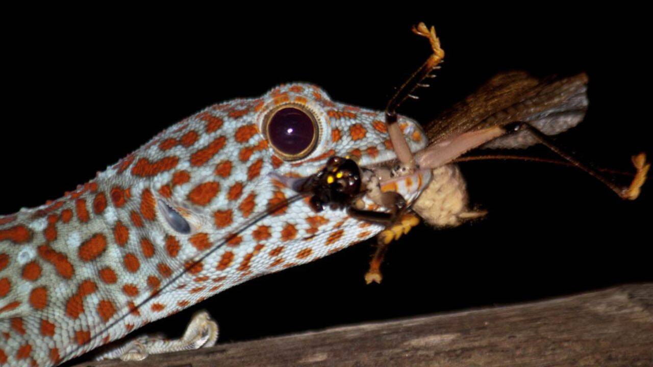 Diet and prey <br><br>