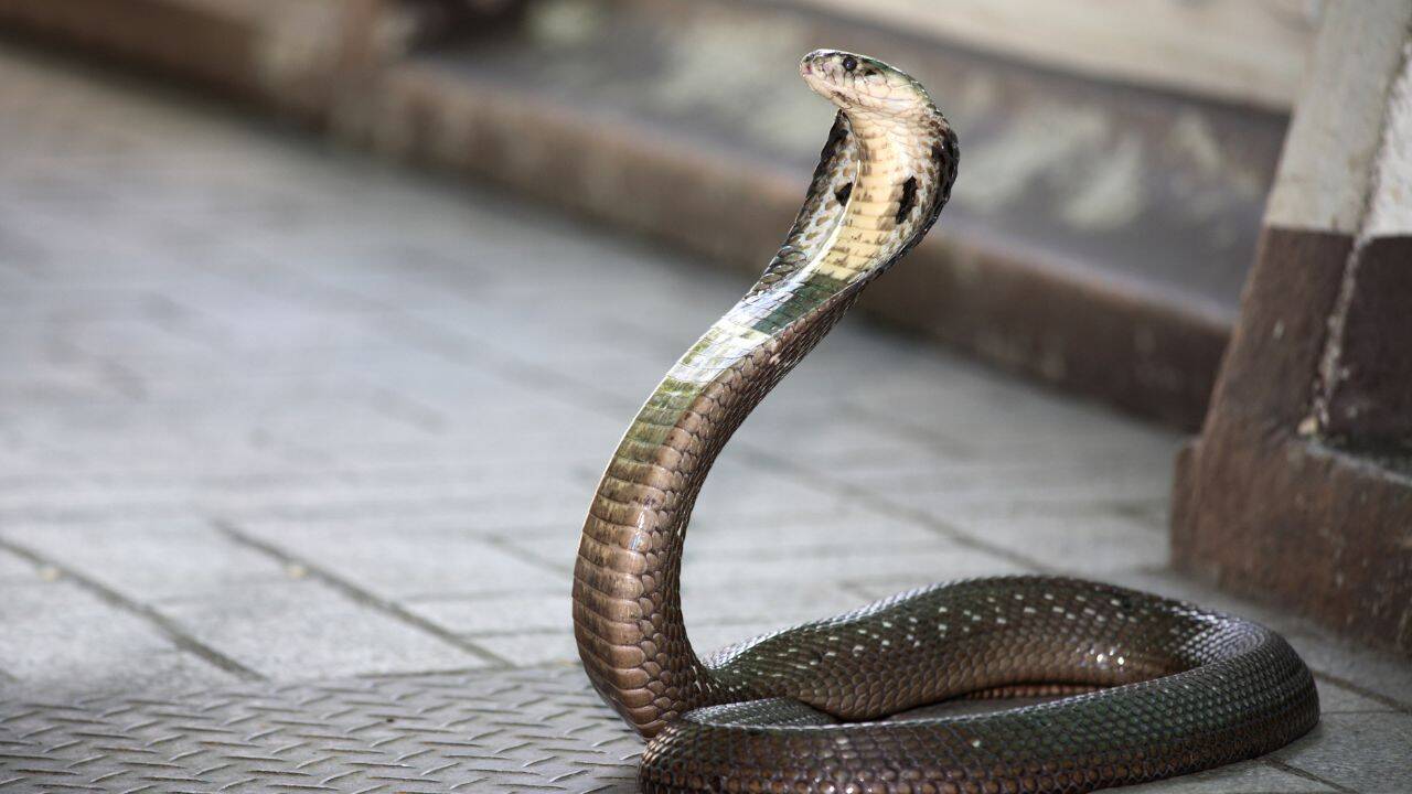 snake