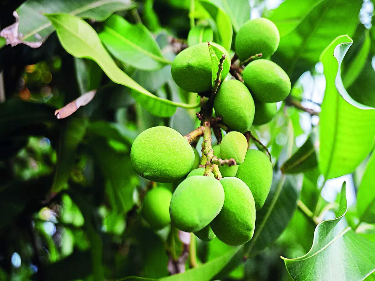 It may shower mangoes, but you must wait for it