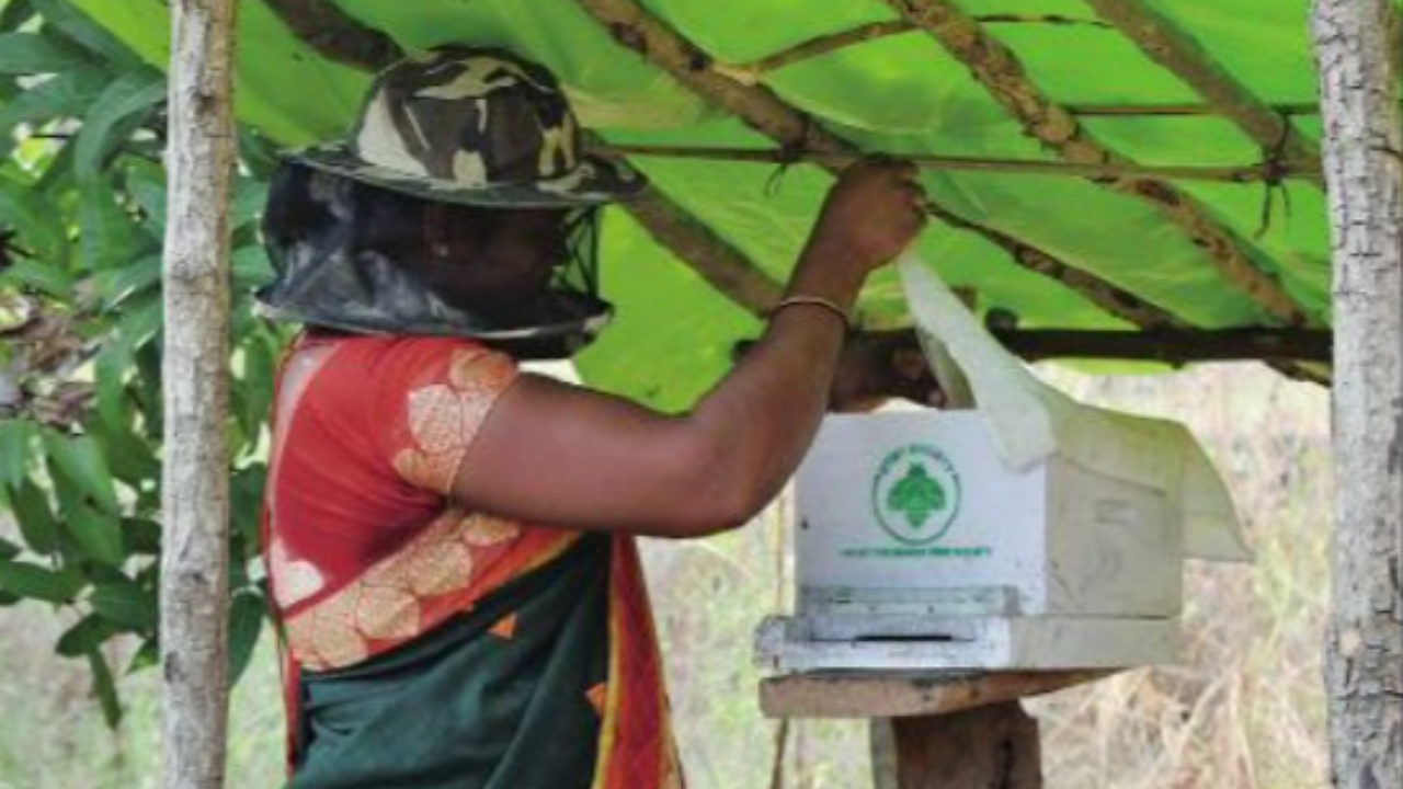 Bees bring honey and money to poor villages north of Mumbai India News Foto