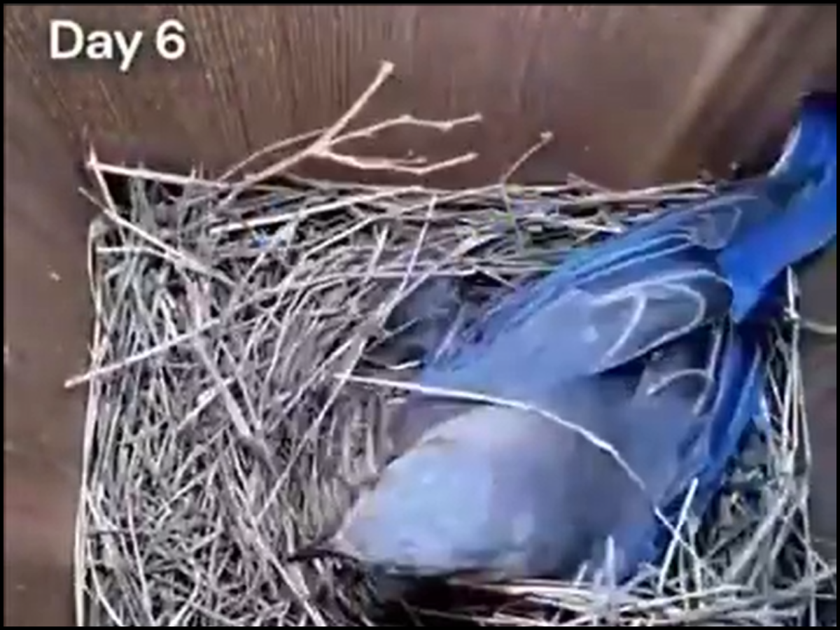 time lapse with nest camera