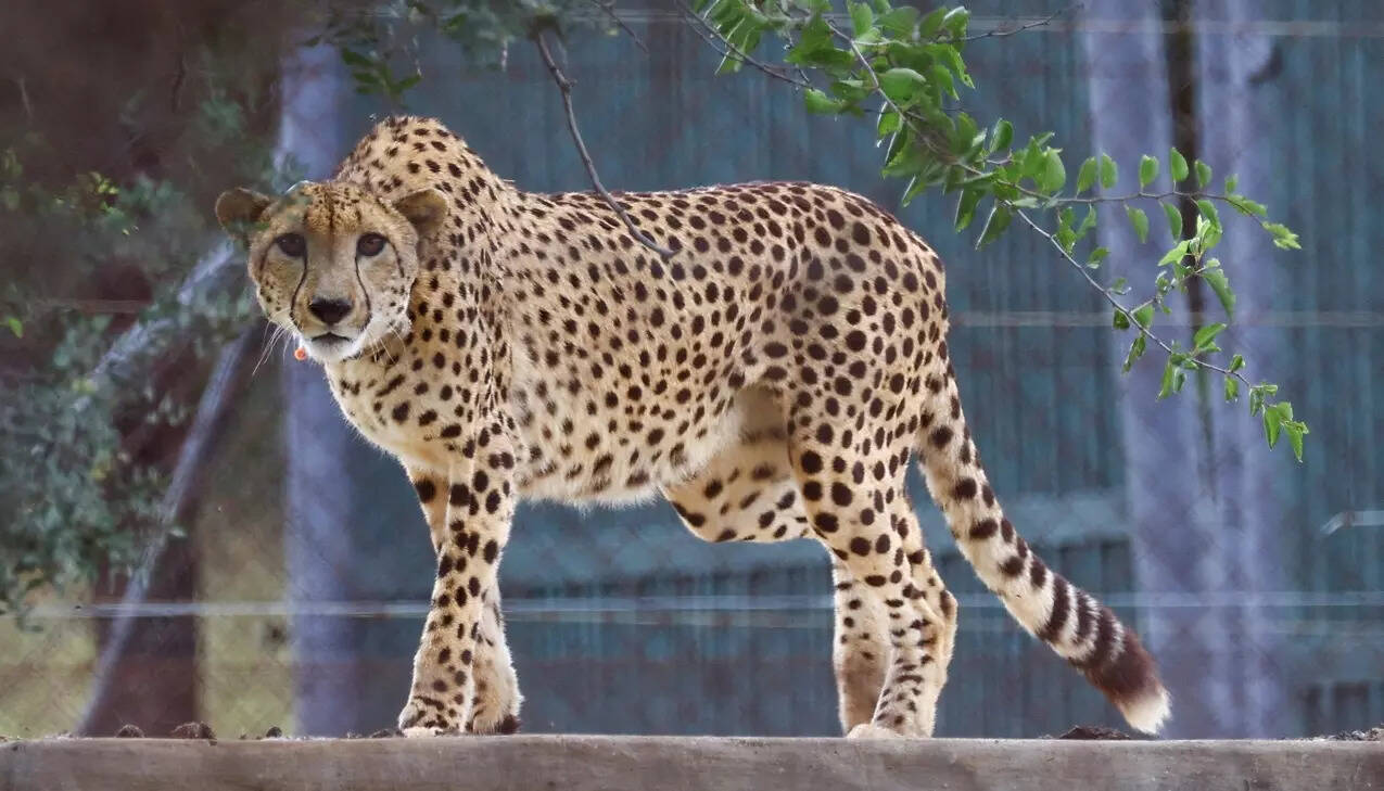 Violent mating?: MP loses 3rd cheetah; female dies in fight with two males