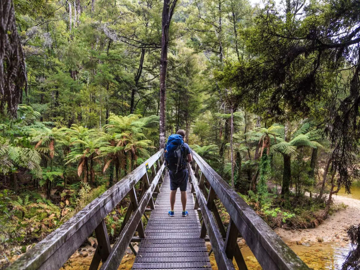 From golds to reds: Embrace the beauty of New Zealand's autumn
